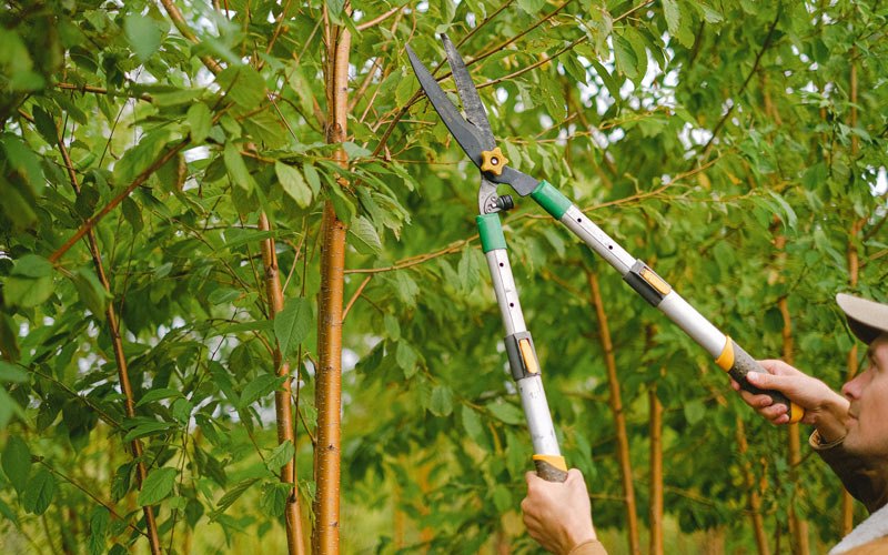 Tree trimming in Oxford, IA